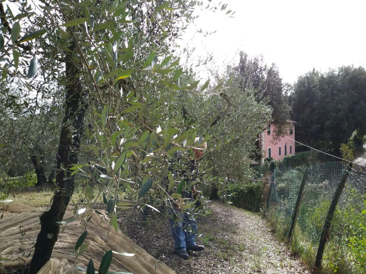 Podere Il Leccione Palaia Zewnętrze zdjęcie